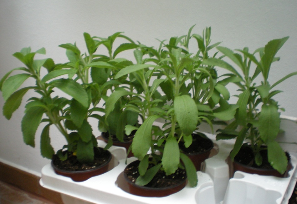Foro de InfoJardín Foro de InfoJardín