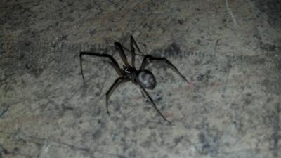 Araña en mi casa