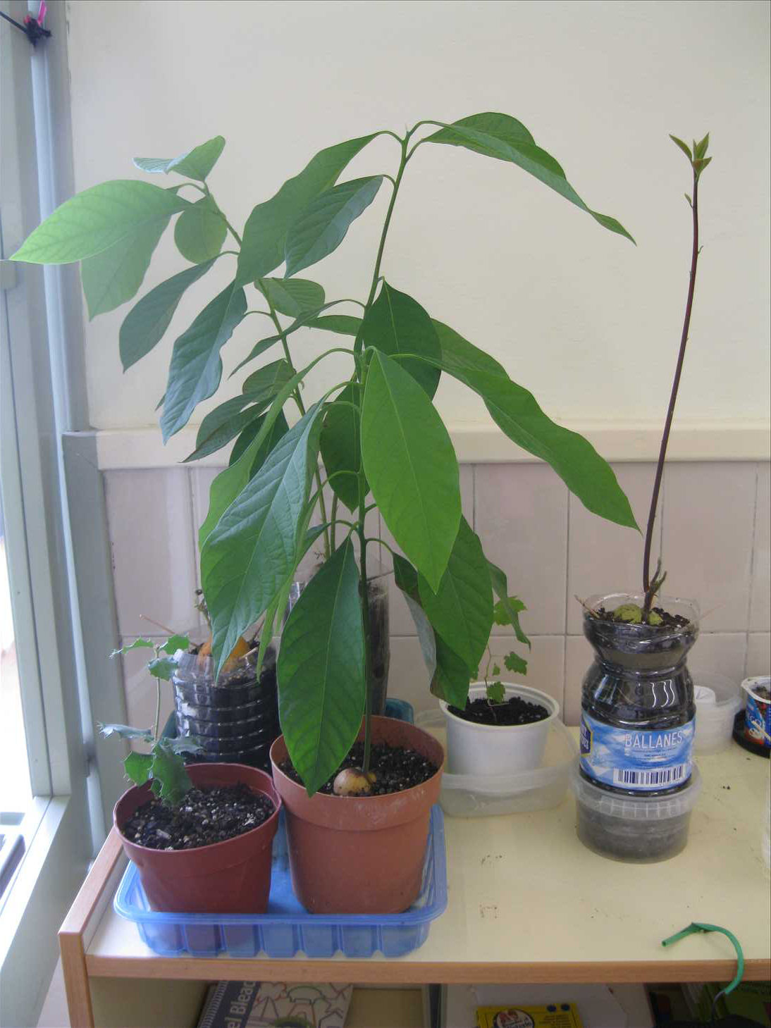 Hojas secas de aguacate