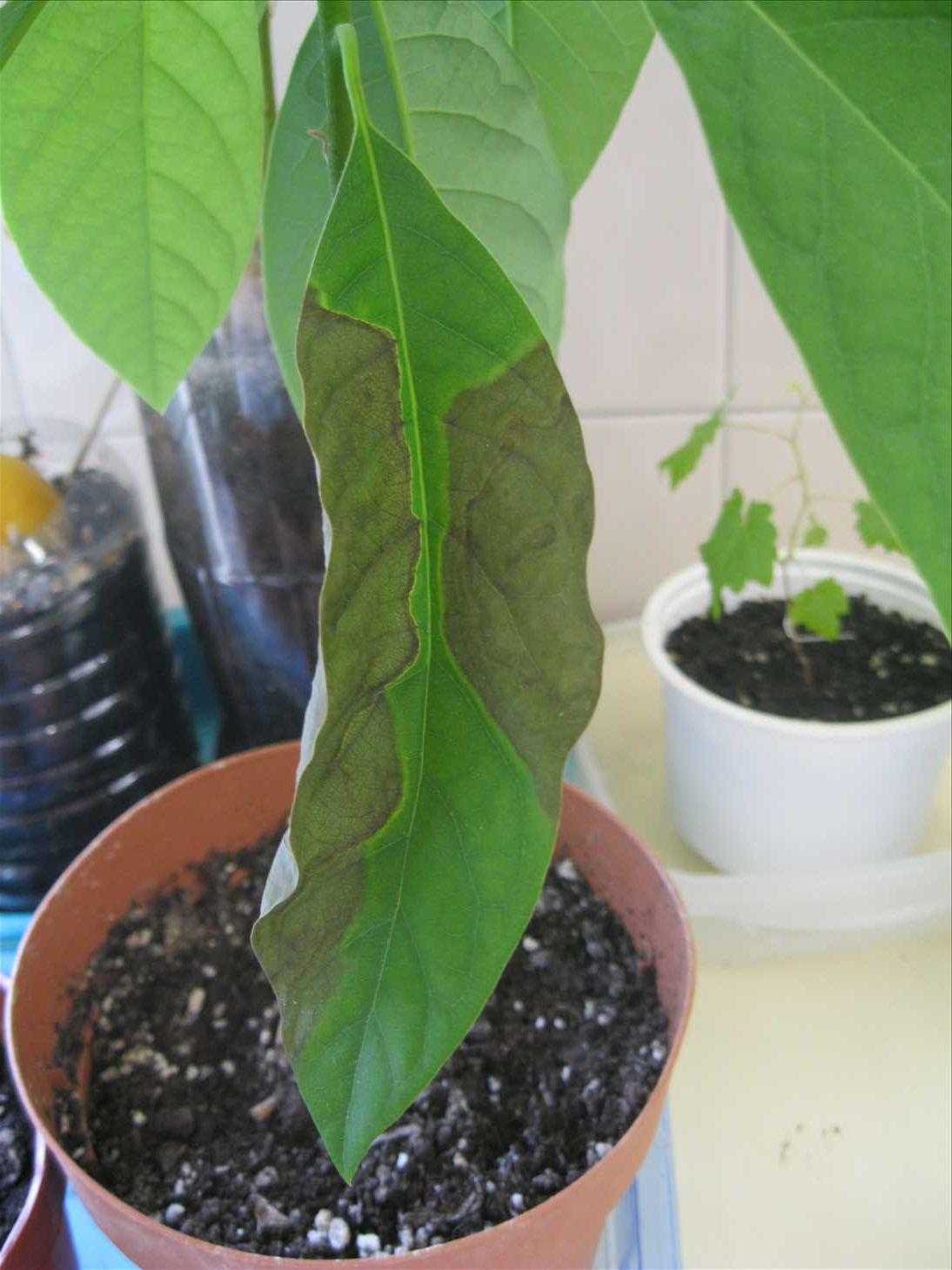 Hojas secas de aguacate