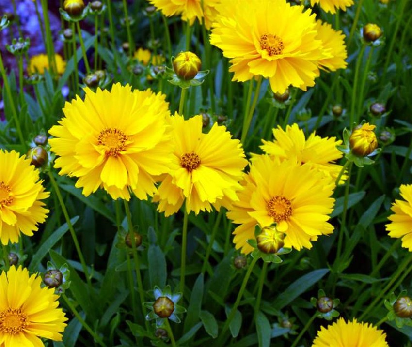 Ficha de Coreopsis grandiflora