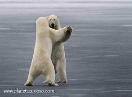 orsi bianchi che ballano