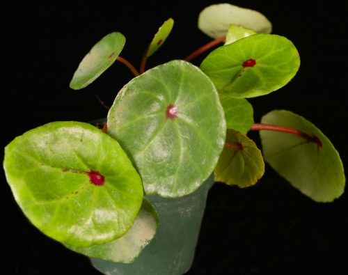 Begonia Conchifolia