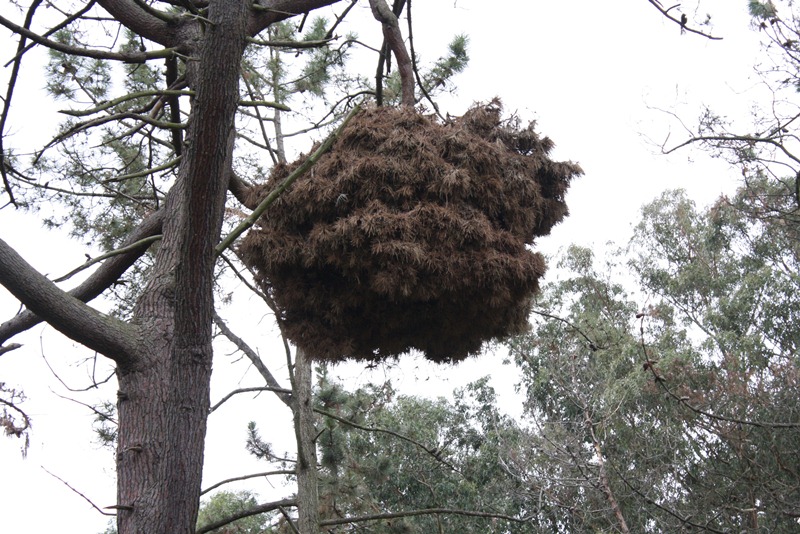 Pinus pinaster con escoba de brujas en una rama, una planta parásita (foto)