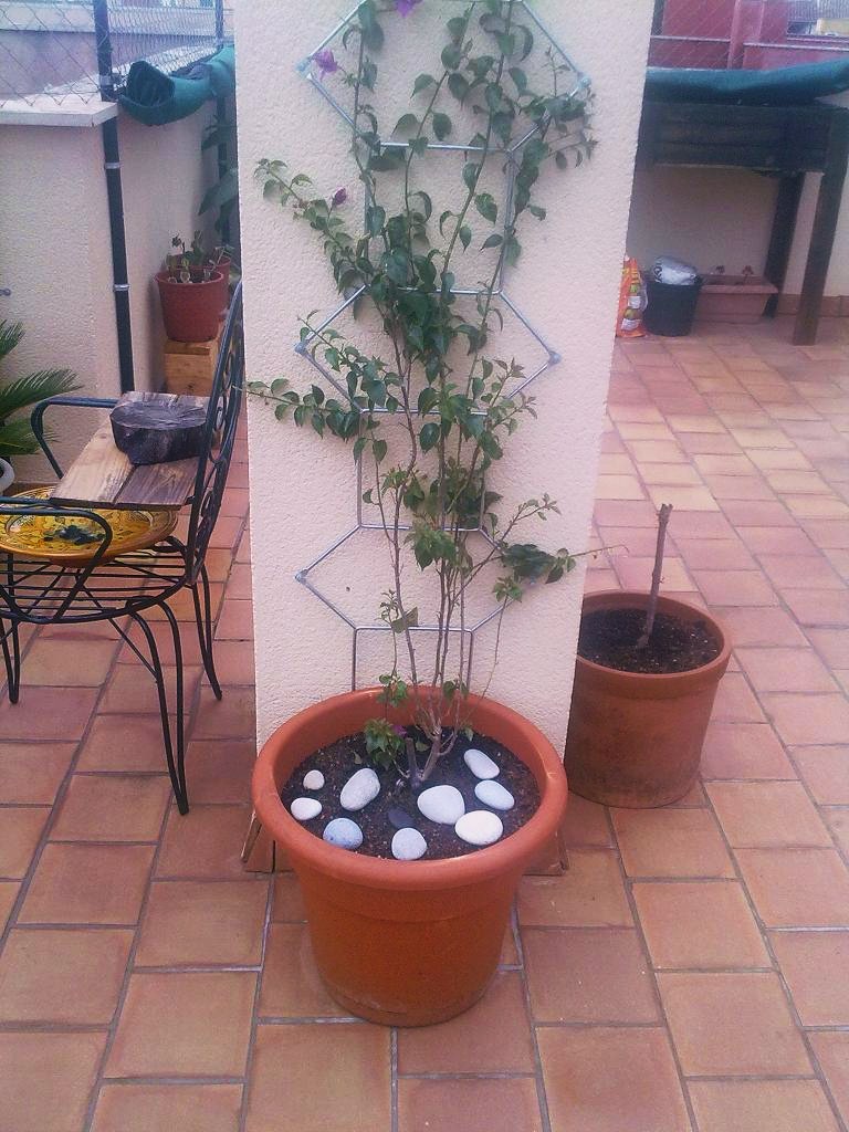 Planta compatible con Buganvilla para plantar en maceta en la base