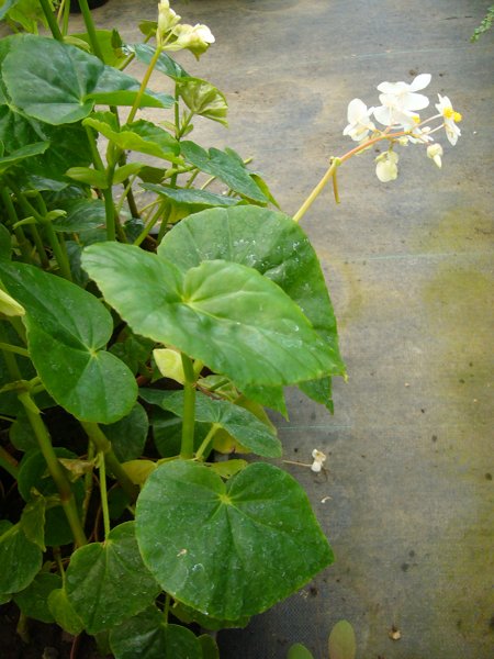 Fotos de Begonia aconitifolia y Begonia grandis de flor blanca