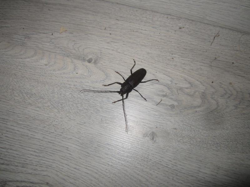 Escarabajo mi casa: información