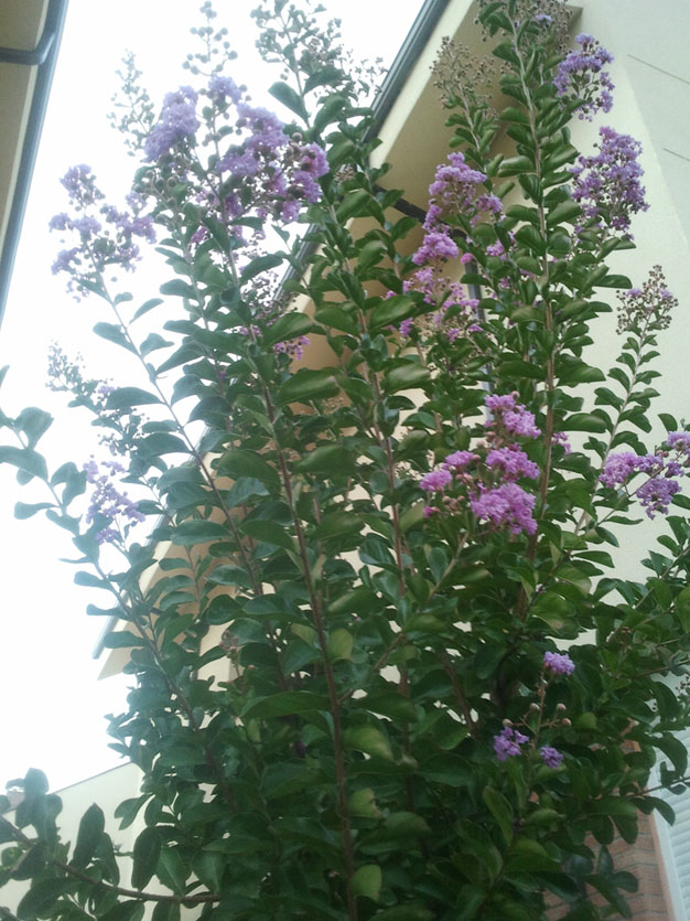 Arbol con flores rosas (hoja caduca)