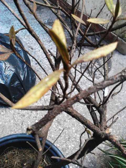 Azalea sin hojas