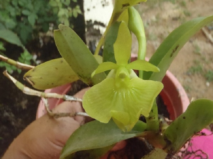 orquidea de flor verde???alguien la conoce??