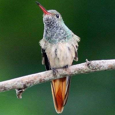 colibri mexican