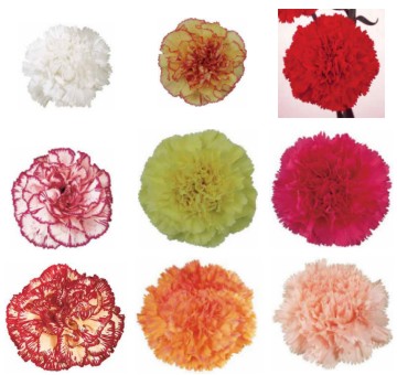 Claveles: foto con las variedades de flores según colores y nombres