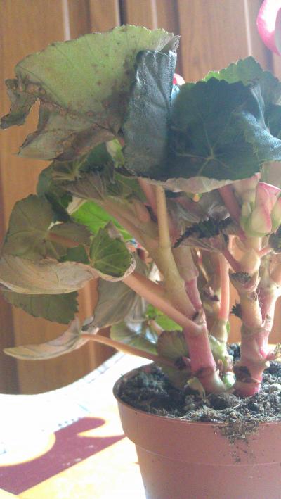 Begonia de flor: hojas con manchas y flores secas