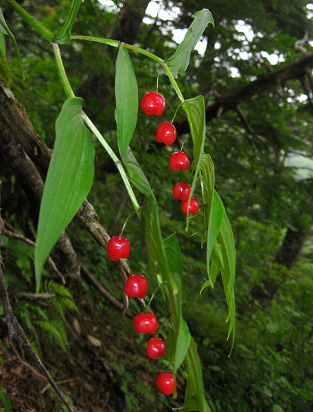 Plantas con frutos de color rojo (fotos)