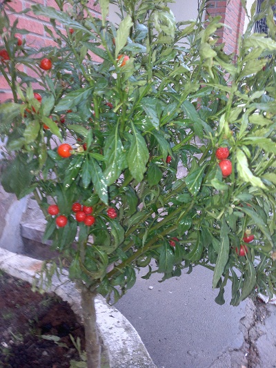 Cómo se llama esta planta?