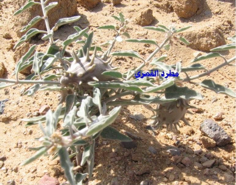 Flora del desierto de Arabia