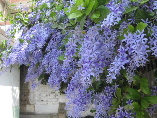 Arbol flor morada - Imagui