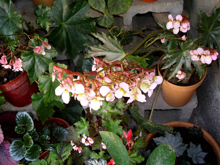 Jardín, huerta, Naturaleza, información, logros, amigos, compartir