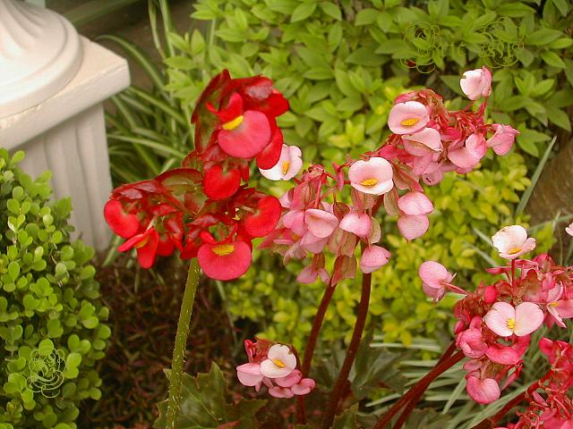 Fotos de Begonia heracleifolia, quizás