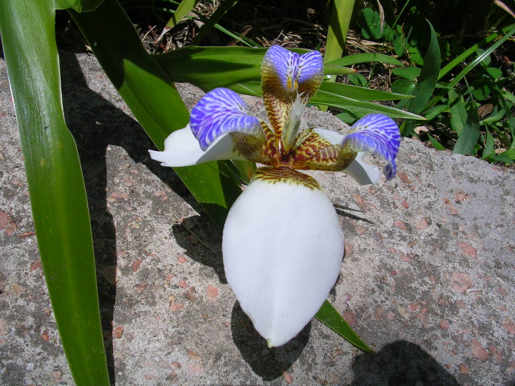 Flor parecida a la orquídea