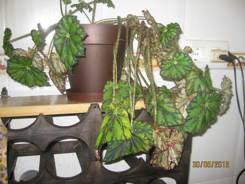 Begonia rizomatosa mustia: fotos y consejos