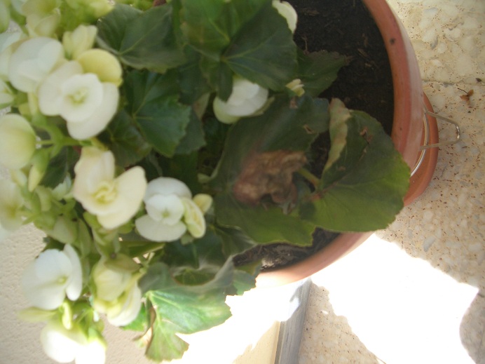 Begonia elatior: ¿sólo duran un año? Fotos