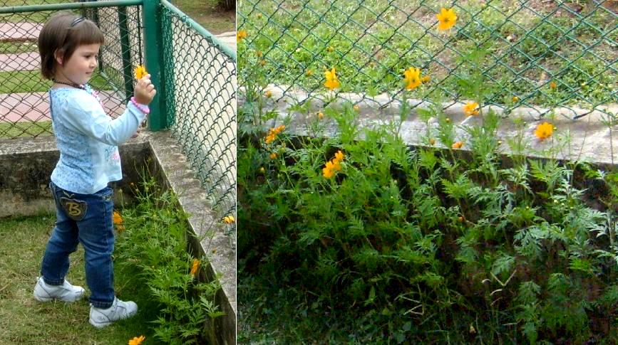 Parecida a Caléndula officinalis. ¿Cuál es esta planta?