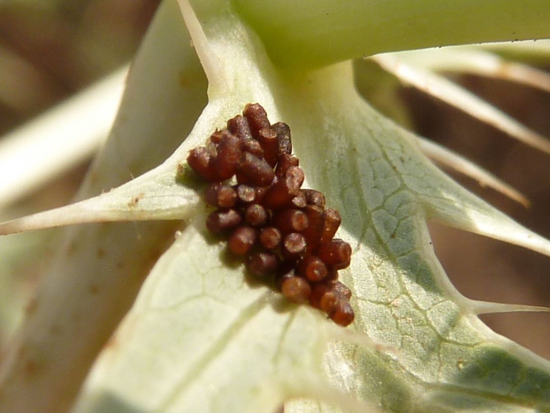 Identificar huevos de insecto (fotografía)