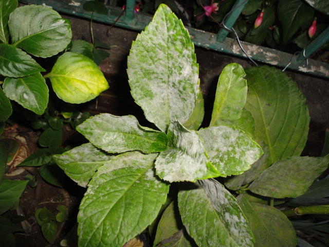 Hortensia con manchas blancas en hojas: ¿es hongo?